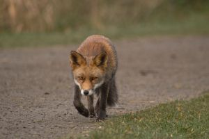 Vosje Oostvaardersplassen